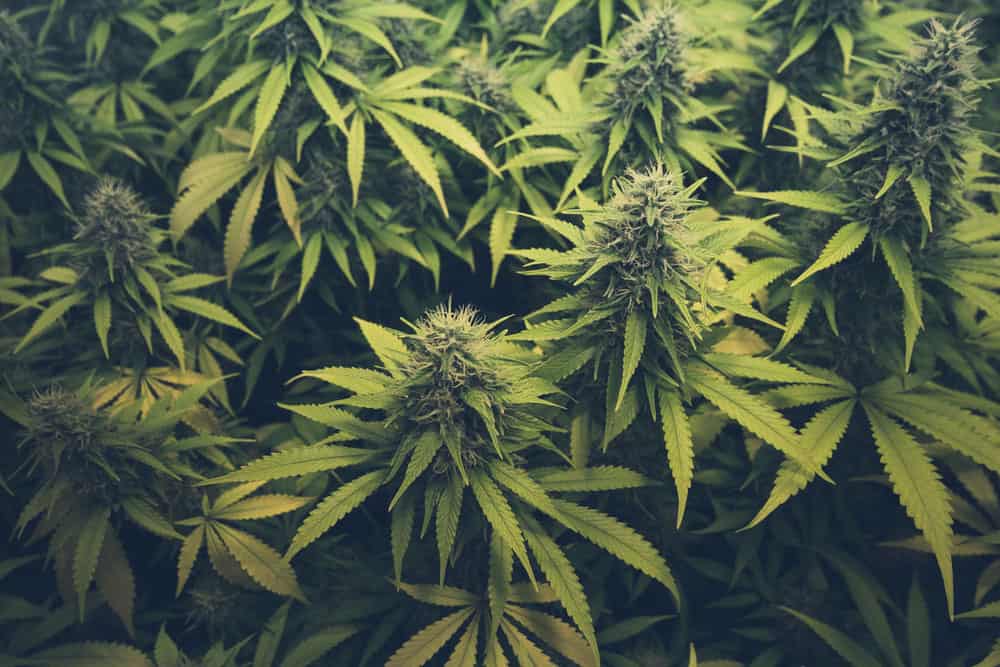 Ordering cannabis Online | Get Kush Canada