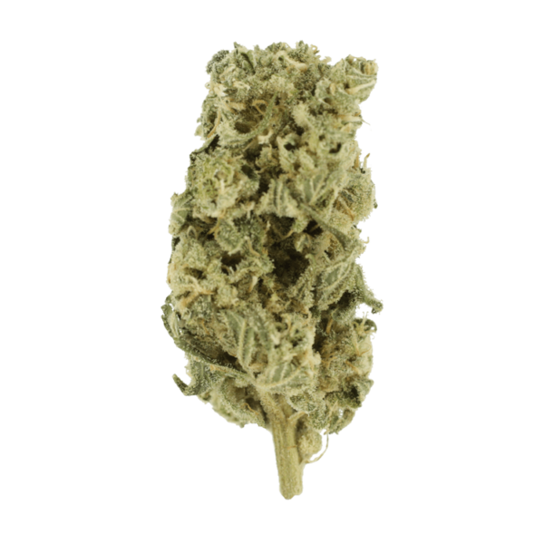 Night Terror | Get Kush Canada