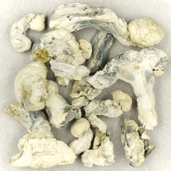 Cambodian Psilocybe Cubensis | Get Kush Canada