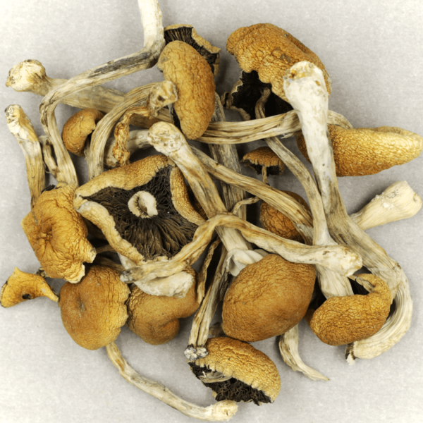 Cambodian Psilocybe Cubensis | Get Kush Canada