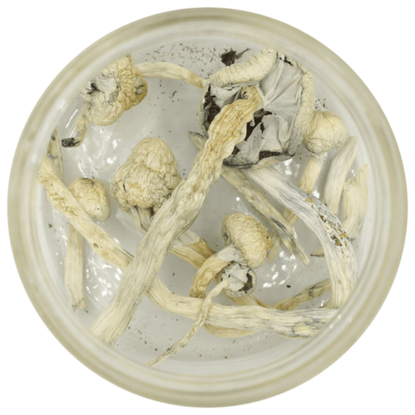 Great White Monster Cubensis | Get Kush Canada