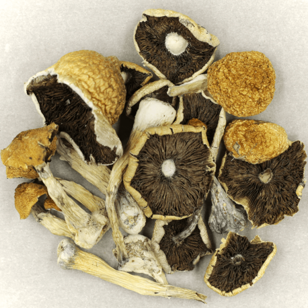 Penis Envy Cubensis | Get Kush Canada