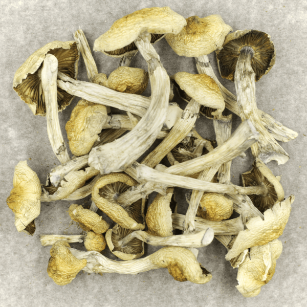 Blue Magnolia Rust | Get Kush Canada