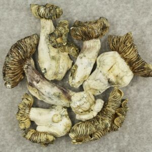 White Burma | Get Kush Canada
