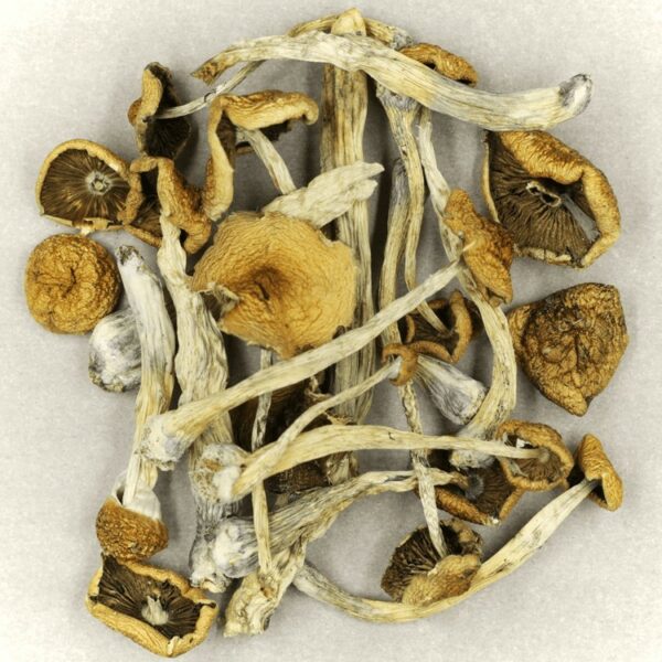 Psilocybe Cubensis Mexicana | Get Kush Canada