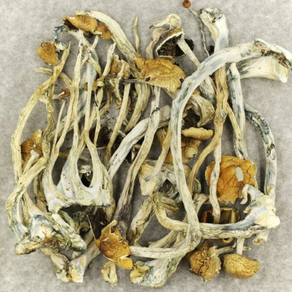 Amazonian Cubensis | Get Kush Canada