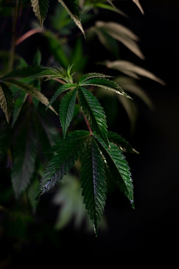 Buy cannabis Online in BC cannabis Online Dispensary | Get Kush Canada | Get Kush Canada