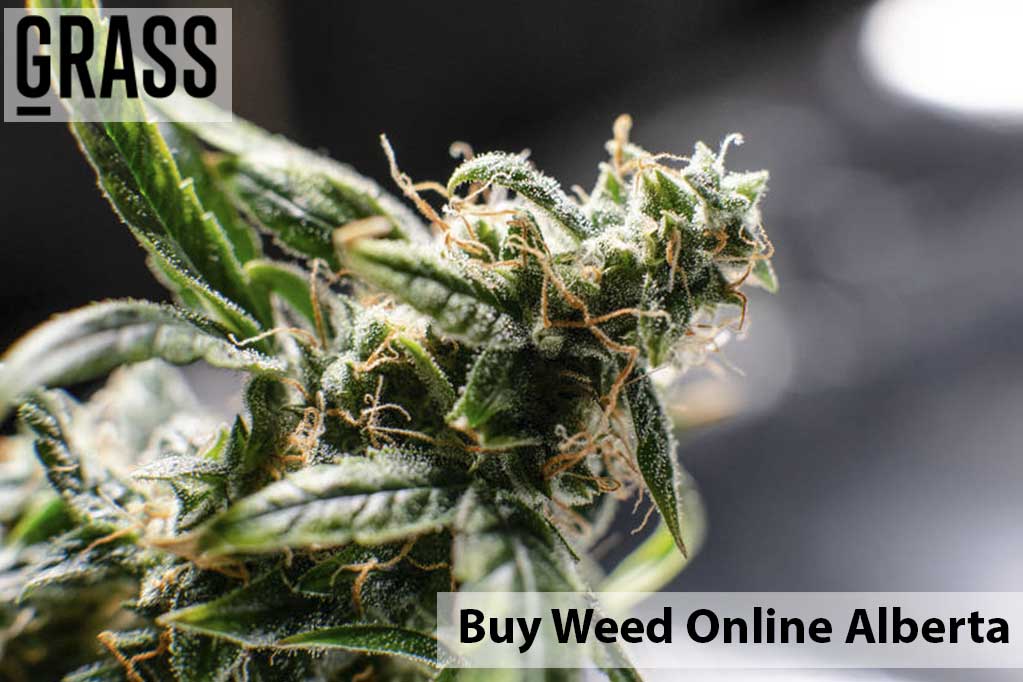 Buy cannabis Online Alberta | Get Kush Canada | Get Kush Canada