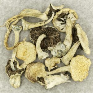 Leucistic Burma | Get Kush Canada
