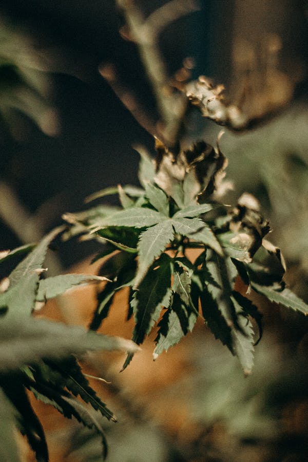 cannabis Online Delivery Quebec City | Get Kush Canada | Get Kush Canada