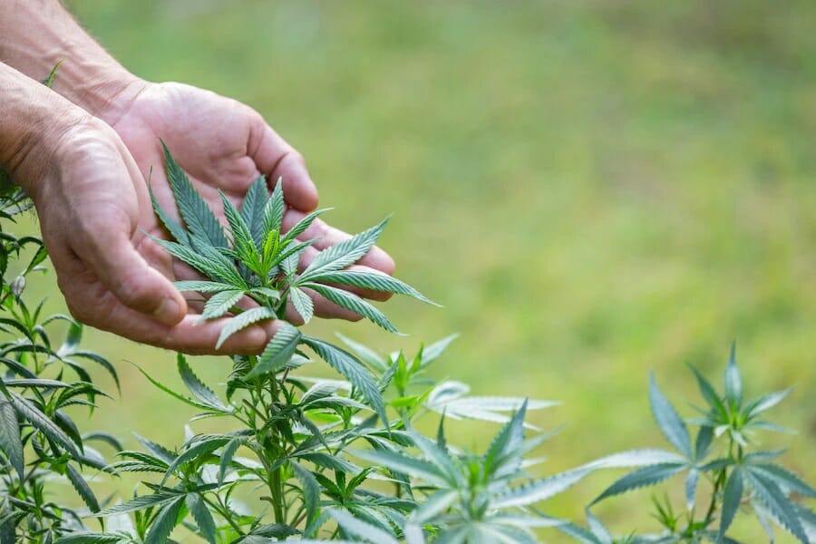 Buy cannabis Online Alberta | Get Kush Canada | Get Kush Canada