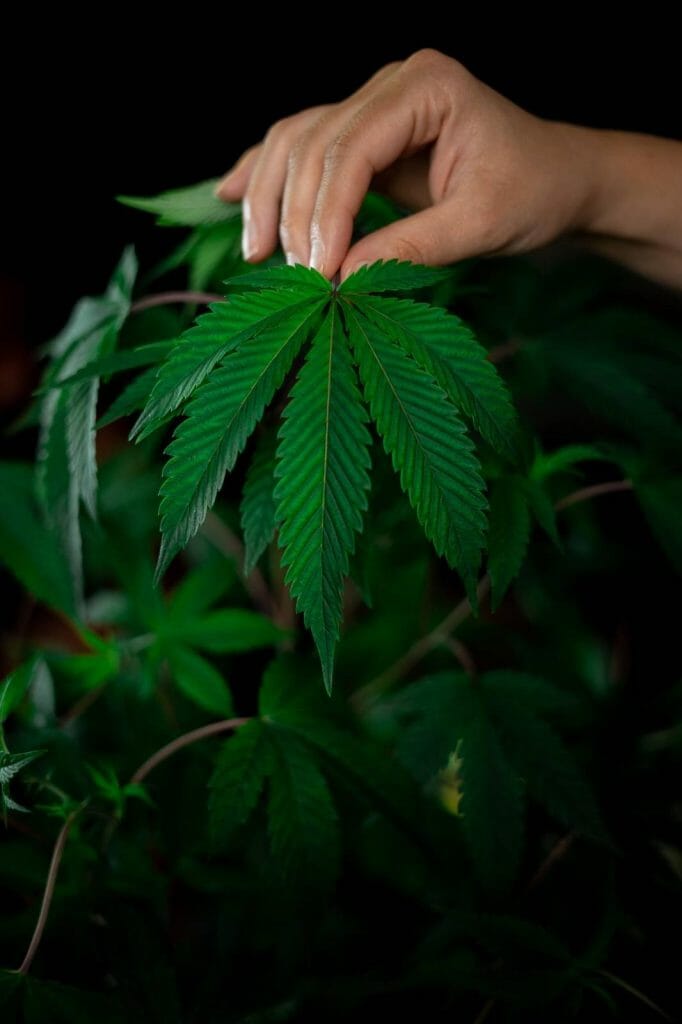 A Guide on How to Safely Buy cannabis Online in Canada | Get Kush Canada | Get Kush Canada