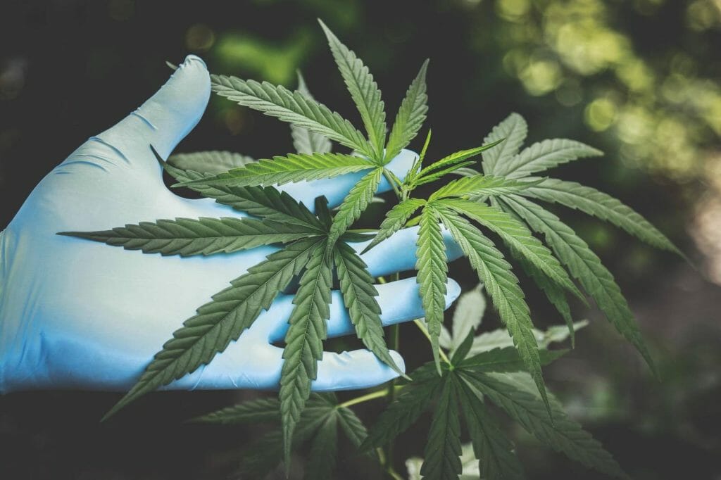Buy cannabis Online Grasslife | Get Kush Canada