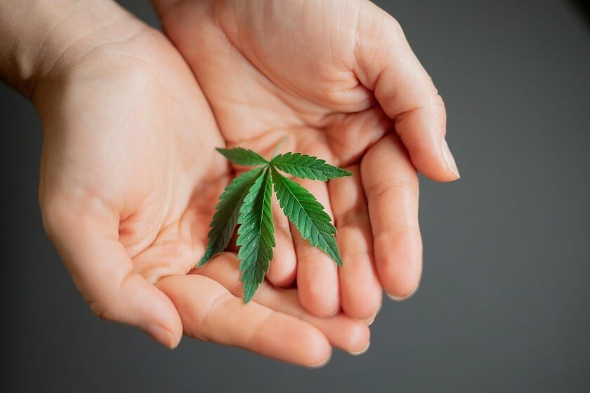 Get Kush Canada - Hybrid cannabis Strains | Get Kush Canada