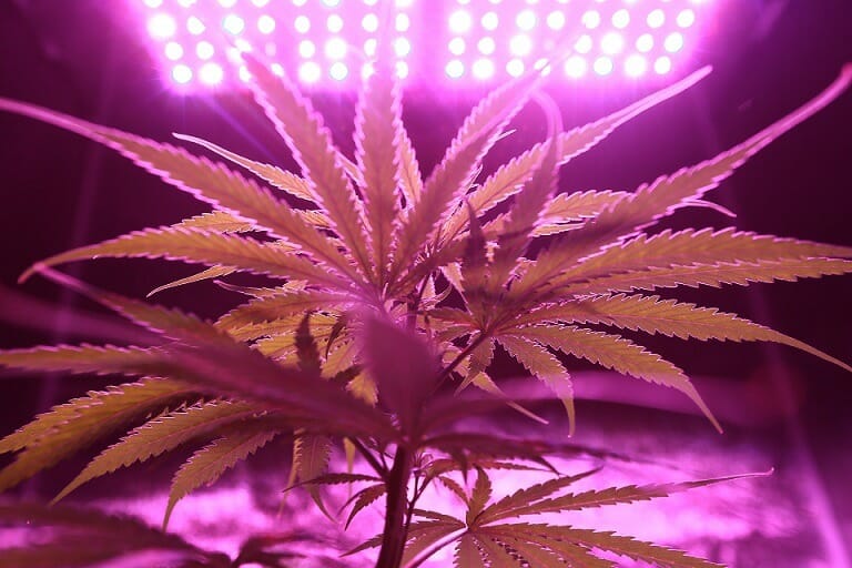 Discover How A cannabis Shop Helps You Better Understand Cannabis | Get Kush Canada | Get Kush Canada