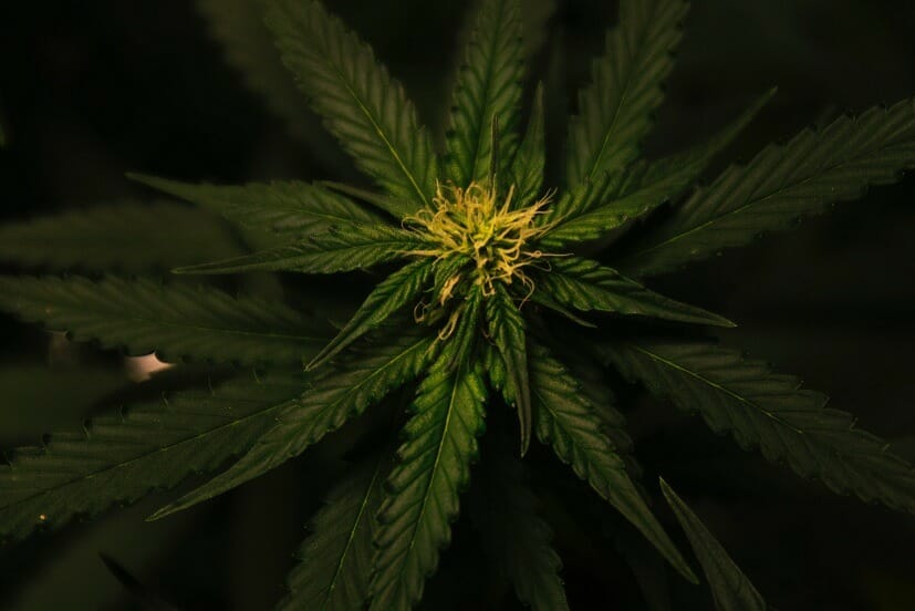 Grasslife Canada | Get Kush Canada