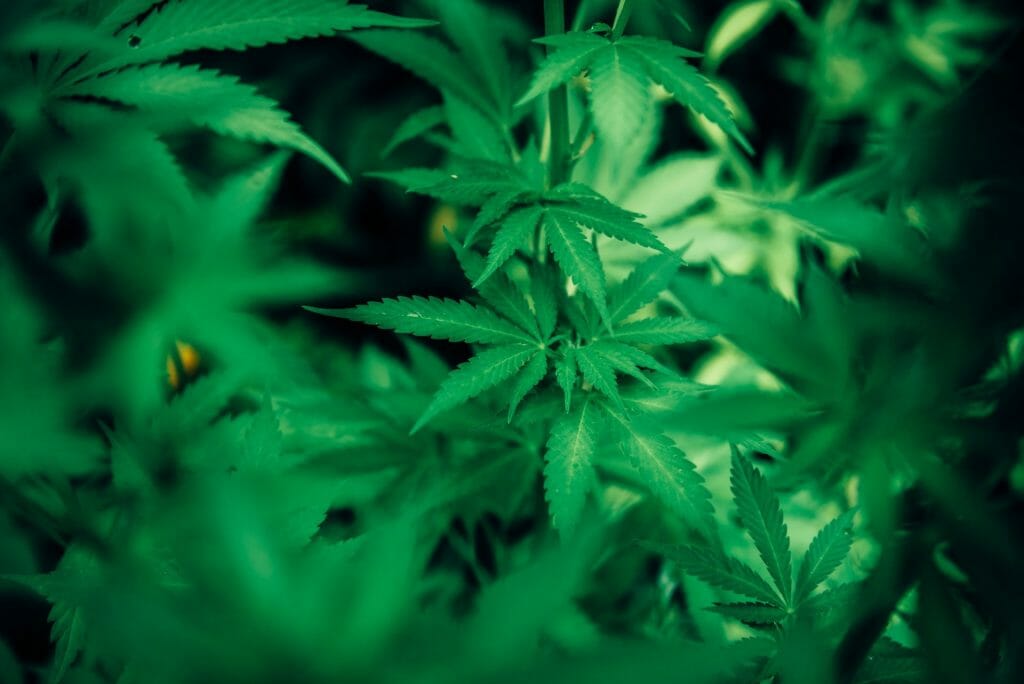 wholesale Cannabis | Get Kush Canada