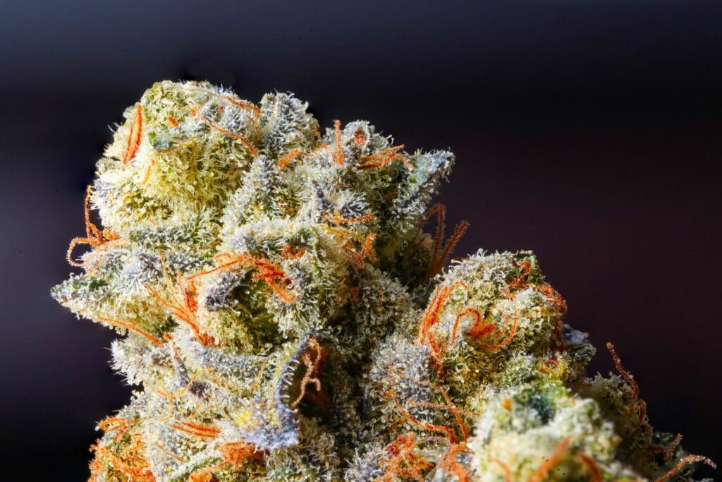 Weed Delivery Canada_ Top Hybrid Selection | Get Kush Canada