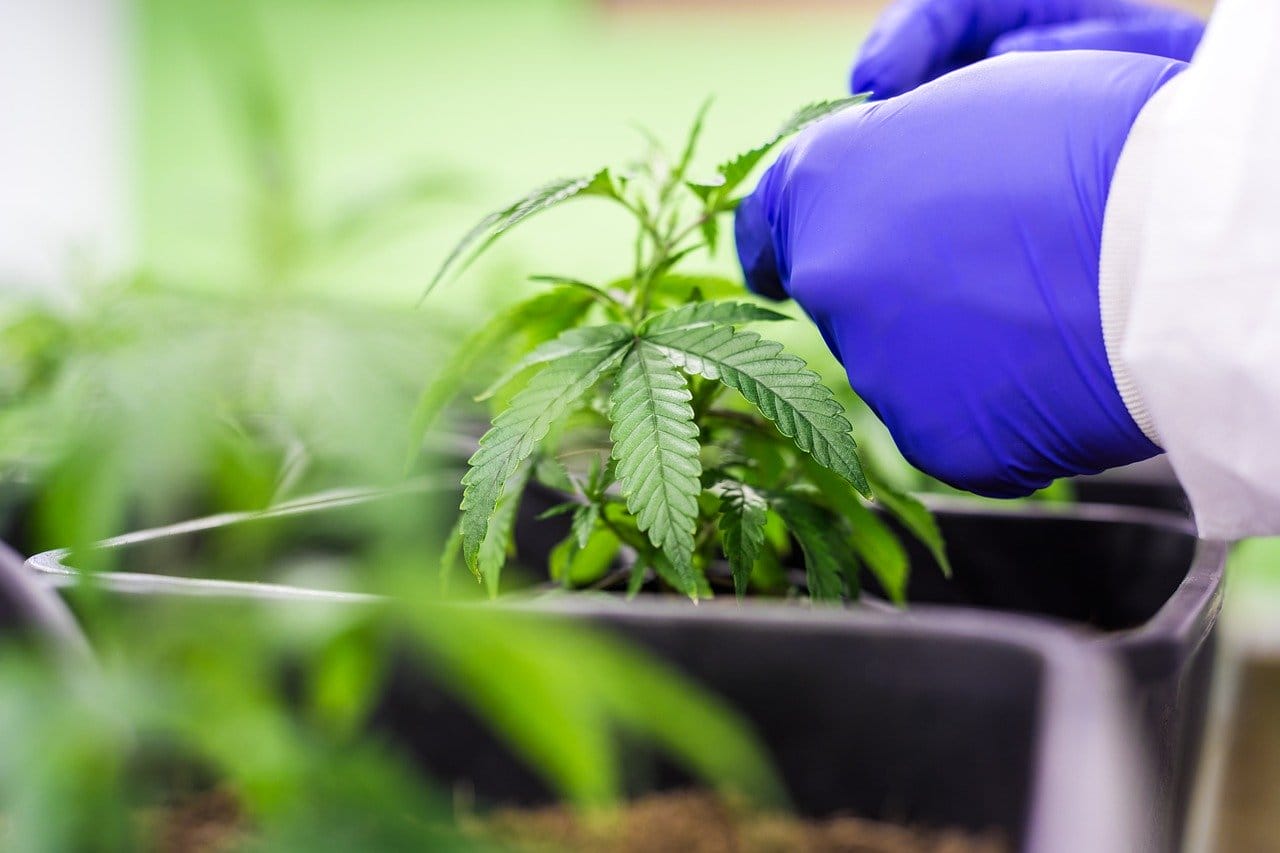 Buy cannabis online | Get Kush Canada