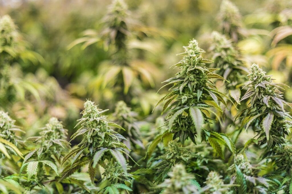 Online thc flower | Get Kush Canada