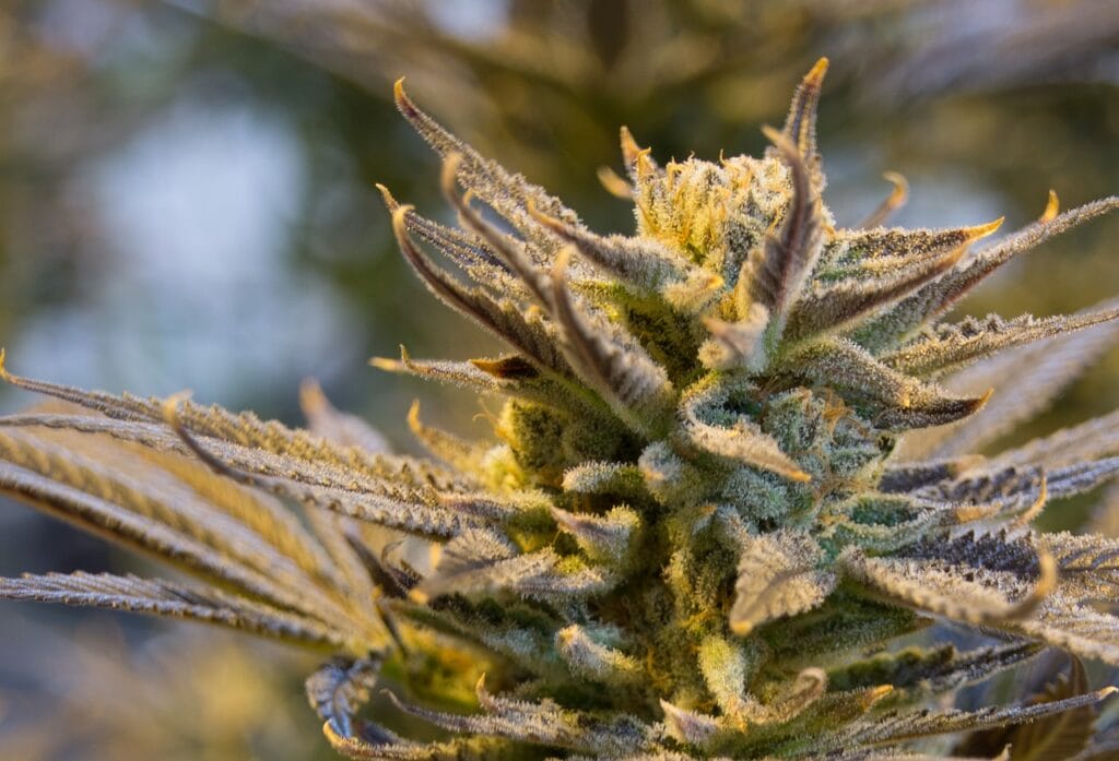 buy indica flower online in Canada | Get Kush Canada