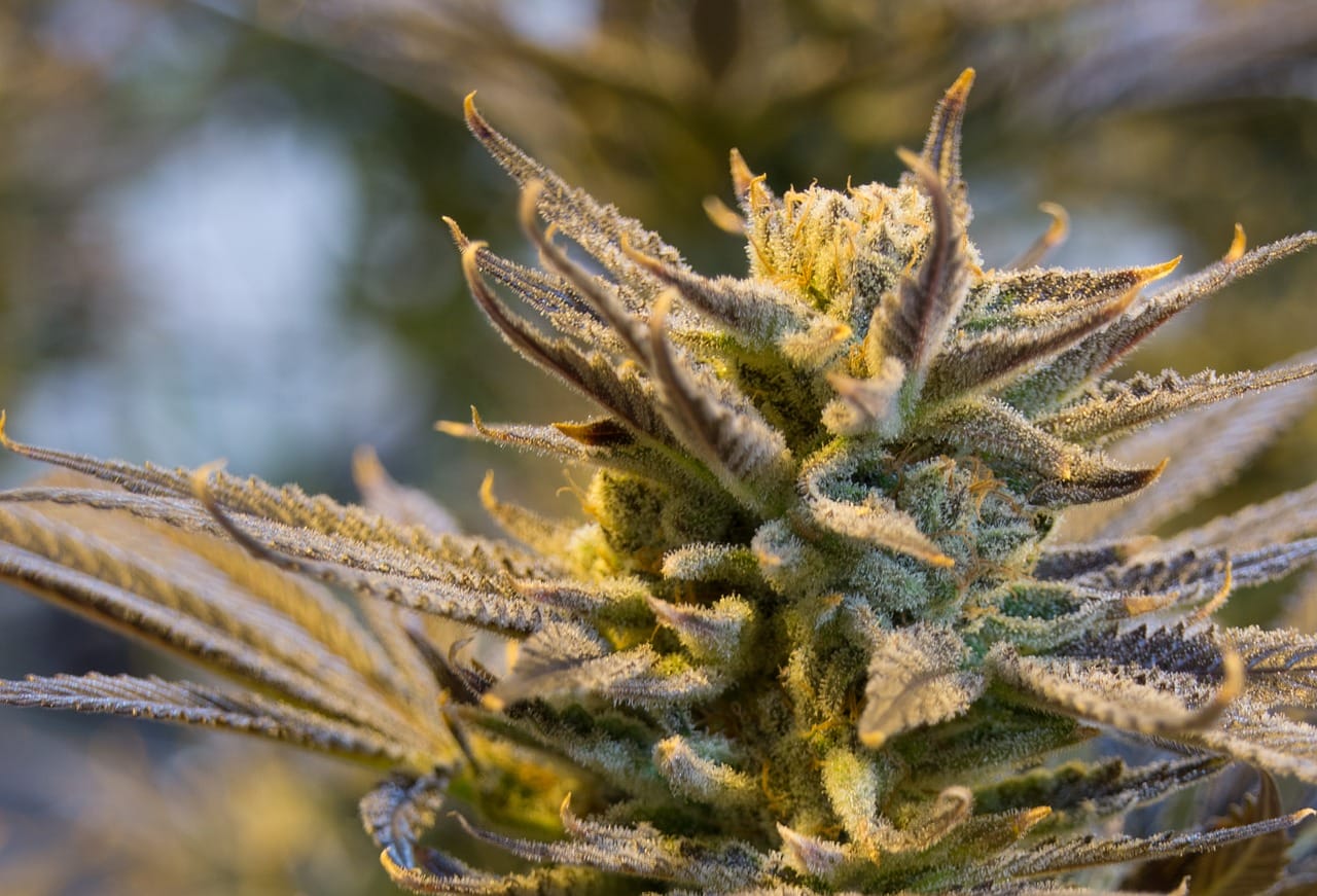buy indica flower online in Canada | Get Kush Canada