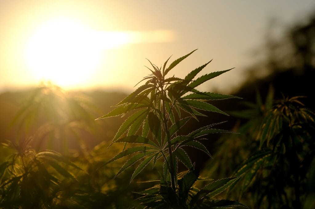 Buy indica flower online | Get Kush Canada